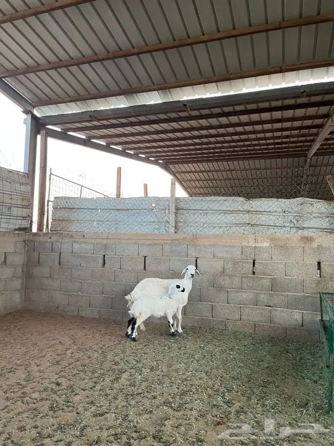 شياه حريات متابيع 8