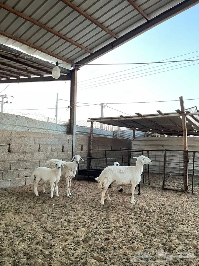 شياه حريات متابيع 1