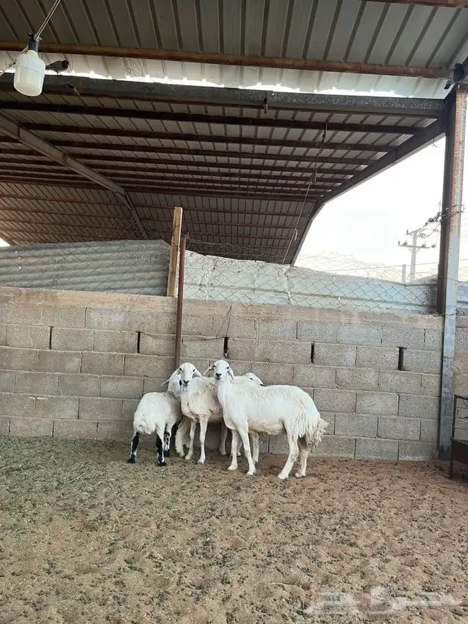 شياه حريات متابيع 3