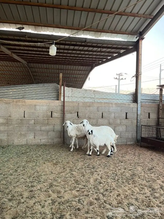 شياه حريات متابيع 0