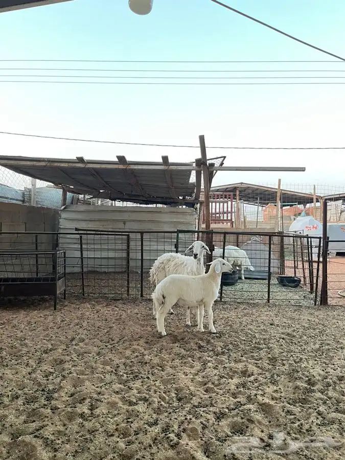 شياه حريات متابيع 6