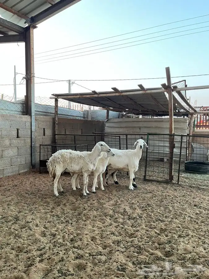 شياه حريات متابيع 4