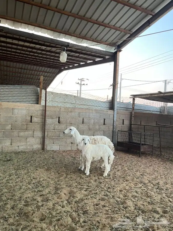 شياه حريات متابيع 5