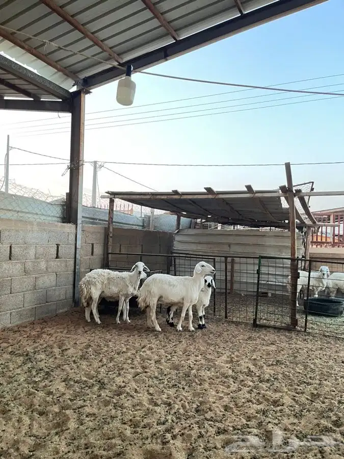 شياه حريات متابيع 7