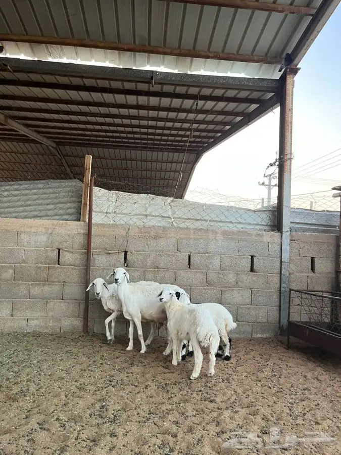 شياه حريات متابيع 2