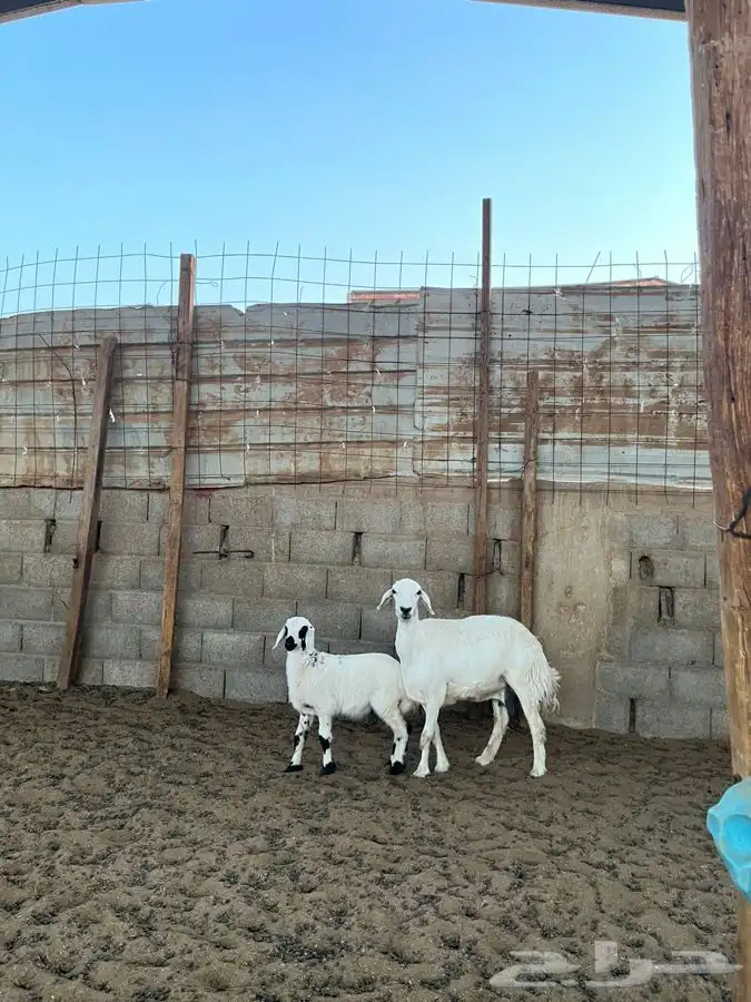 شياه حريات متابيع 9