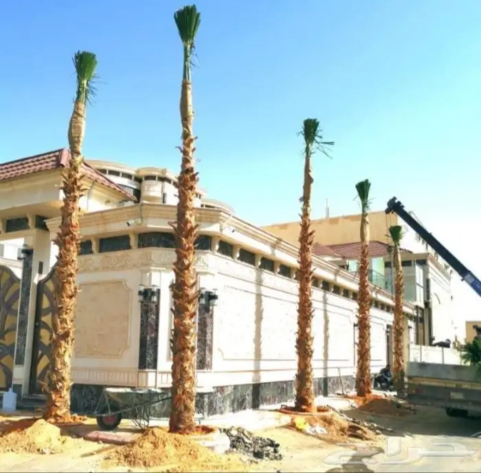 نخل واشنطني ونخل عربي 12