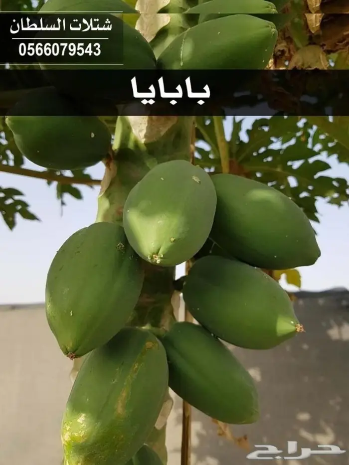 متجر شتلات السلطان .. عروض قويه للشتلات الزراعيه 1