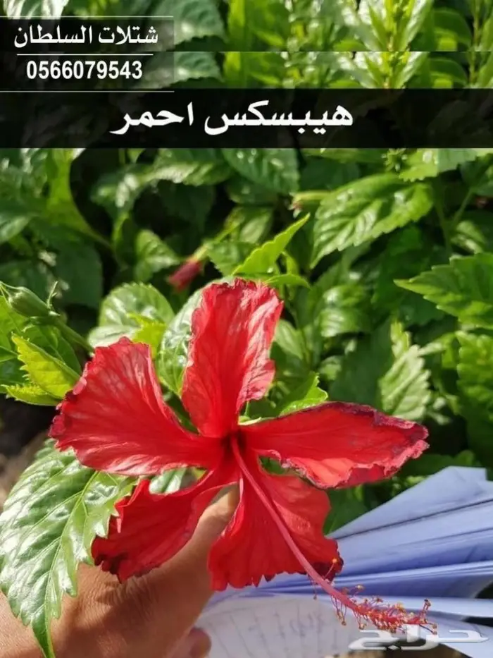 متجر شتلات السلطان .. عروض قويه للشتلات الزراعيه 7