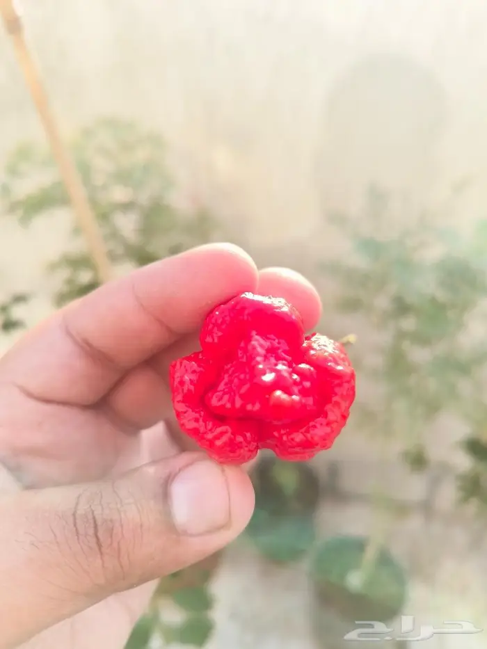 فلفل كارولينا ريبر لهواة زراعة النوادر جدة 0