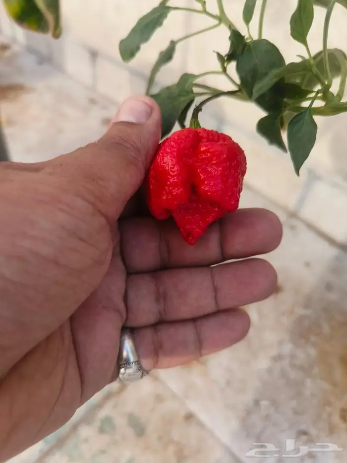فلفل كارولينا ريبر لهواة زراعة النوادر جدة 1