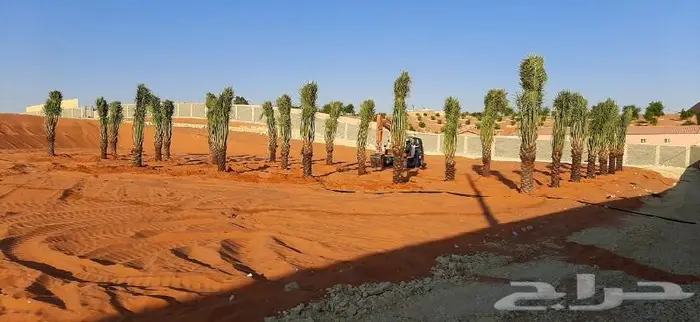 نخل واشنطني ونخل عربي 7