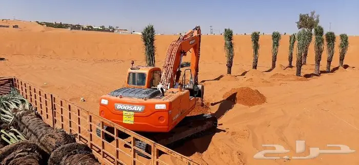 نخل واشنطني ونخل عربي 8