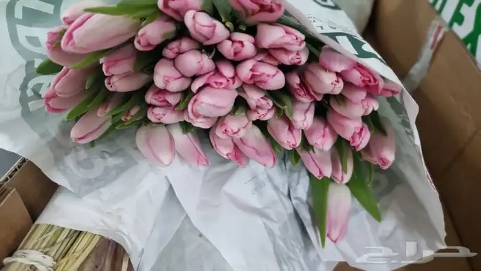 ورد جمله 11