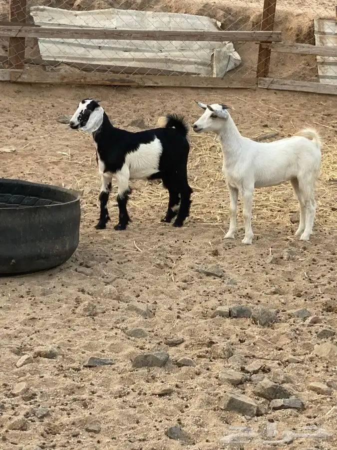 الشميسي طريق الخواجات قبل حوش الجابري يسار 1