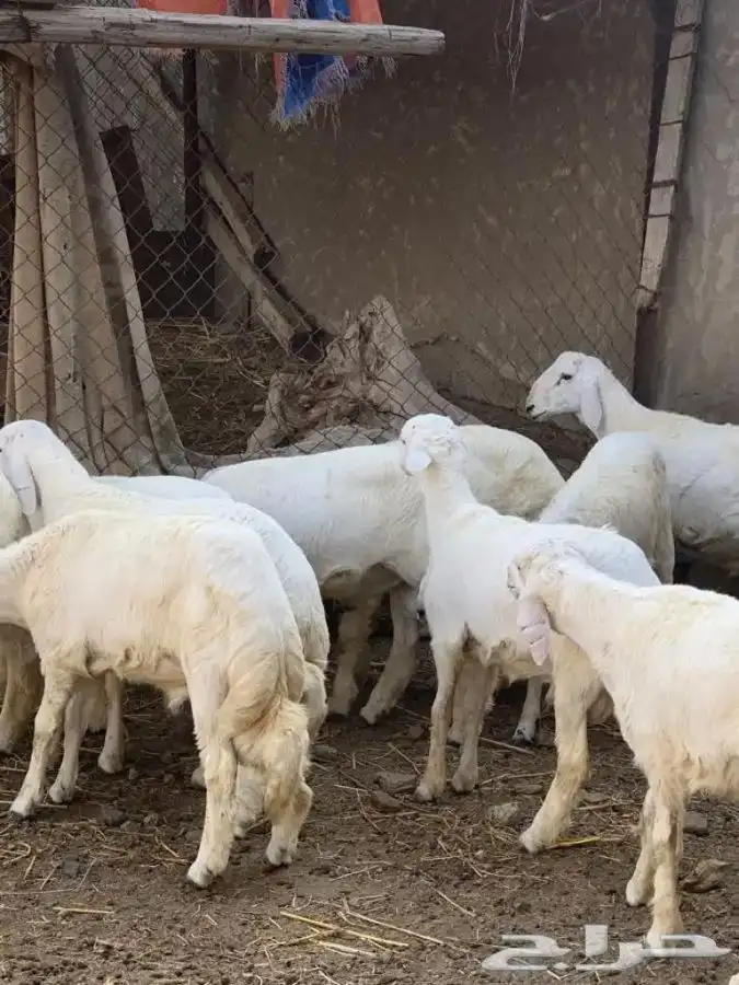 ذبايح تيوس وخرفان مع الذبح والتوصيل 7