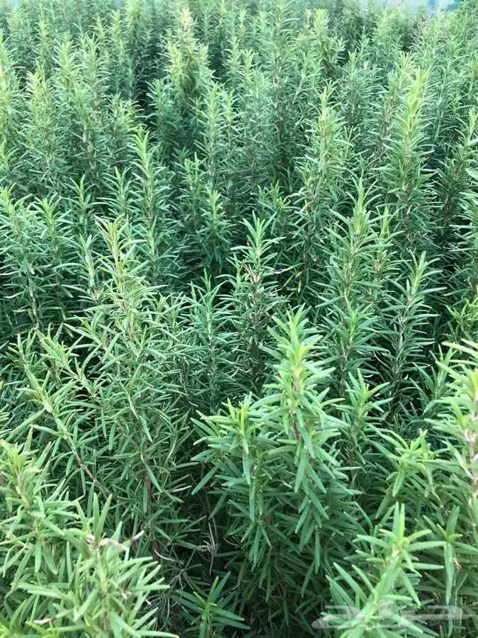 شتلات زراعية 2