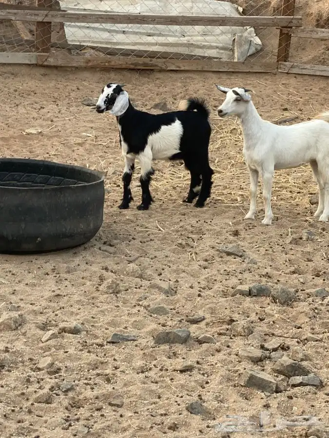 الشميسي طريق الخواجات قبل حوش الجابري يسار 0