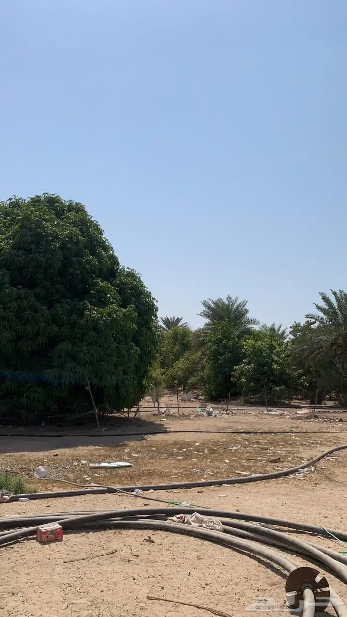 مزرعه في املج بصك شرعي للبيع 4