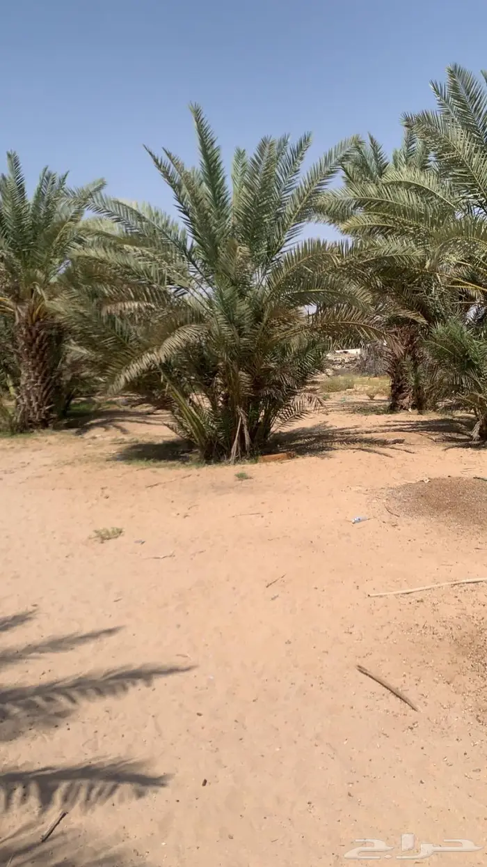 مزرعه في املج بصك شرعي للبيع 5