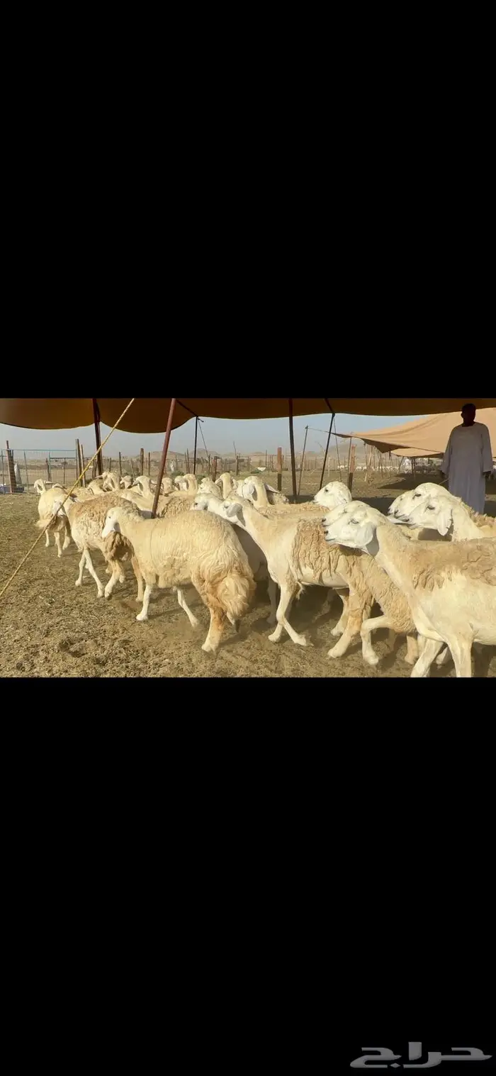 غنم حرية حرش صنف 46 0