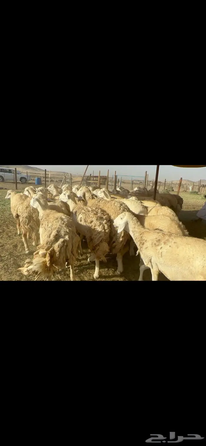 غنم حرية حرش صنف 46 1