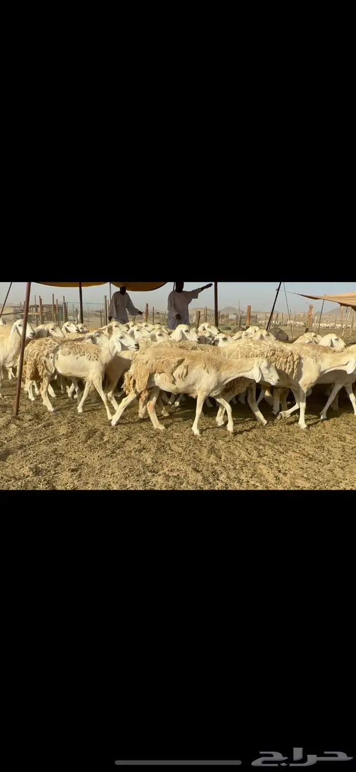 غنم حرية حرش صنف 46 2