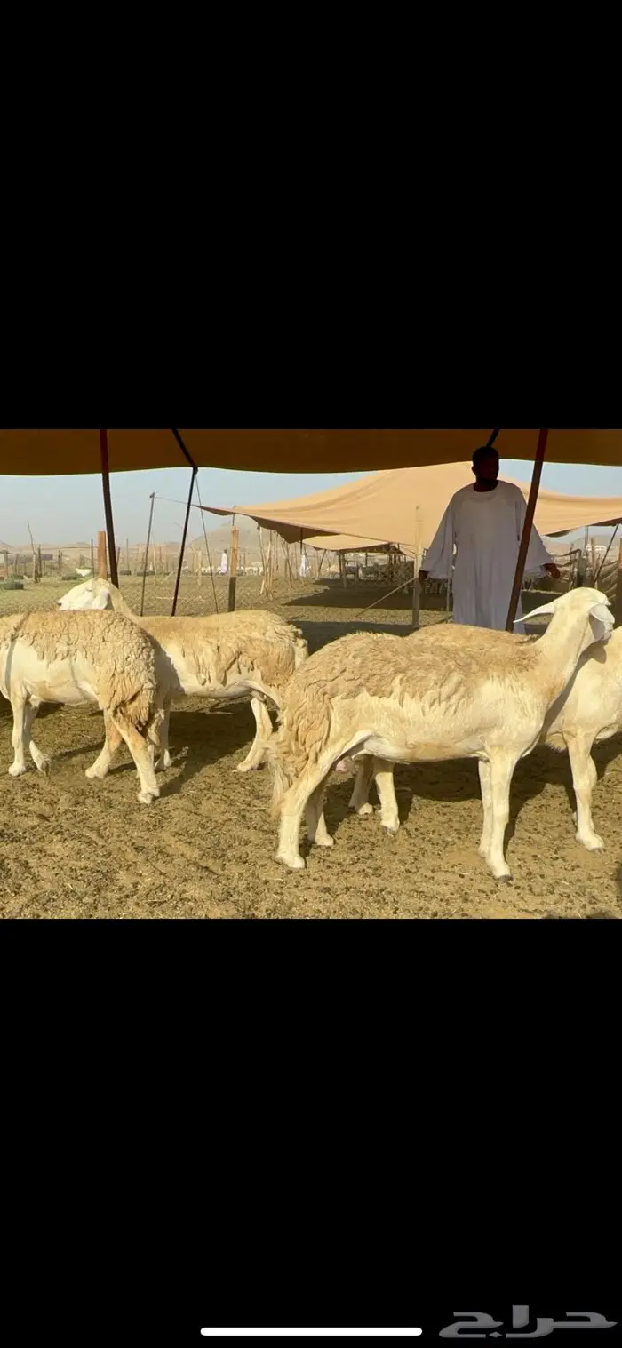 غنم حرية حرش صنف 46 5