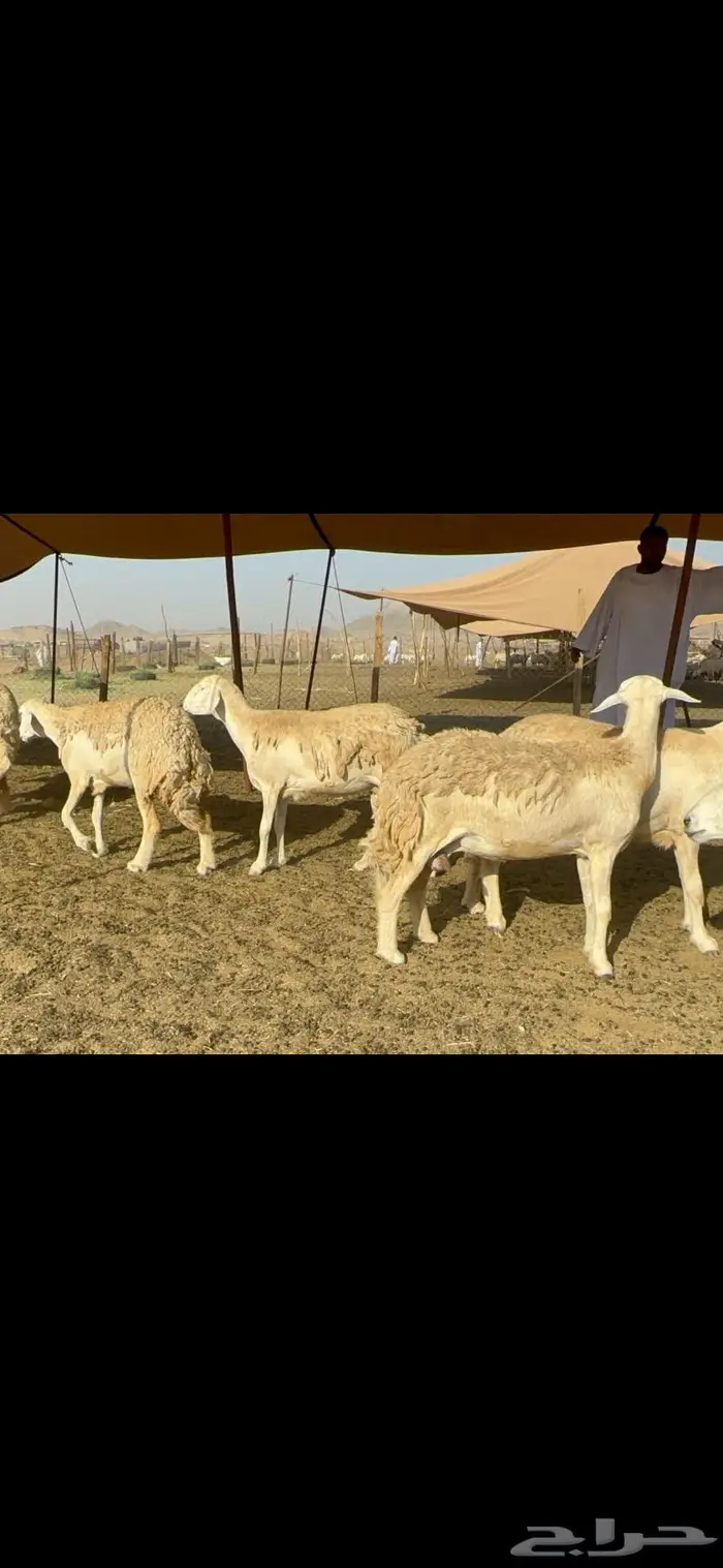 غنم حرية حرش صنف 46 4