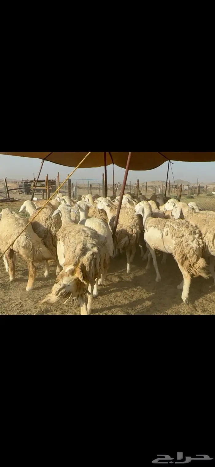 غنم حرية حرش صنف 46 6