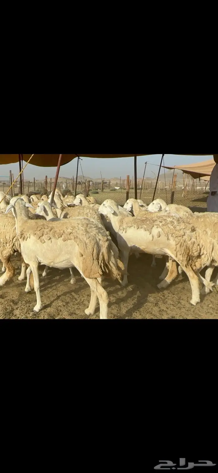 غنم حرية حرش صنف 46 3