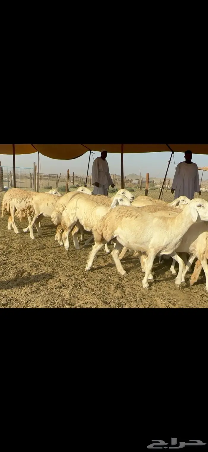 غنم حرية حرش صنف 46 7