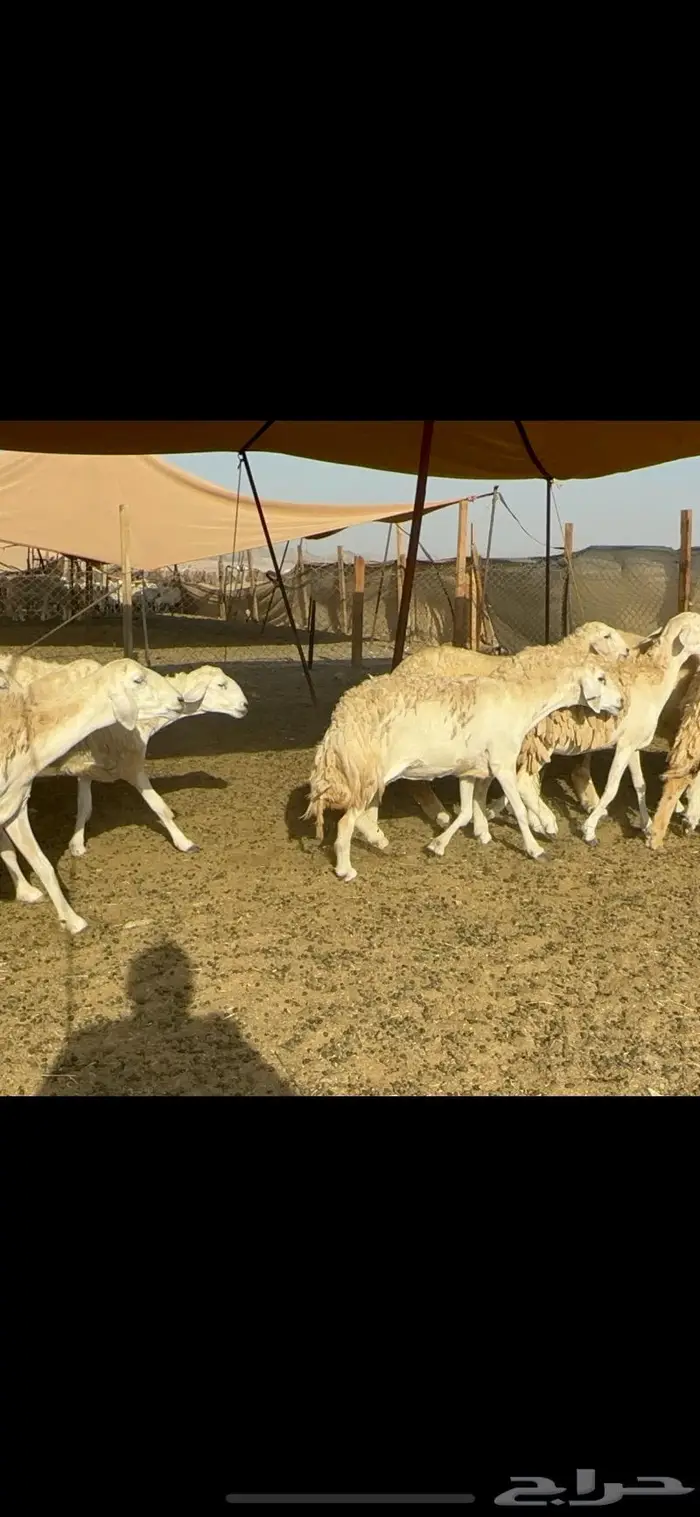 غنم حرية حرش صنف 46 9