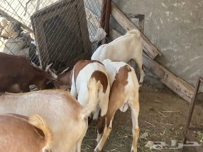 ذبايح تيوس وخرفان مع الذبح والتوصيل 21