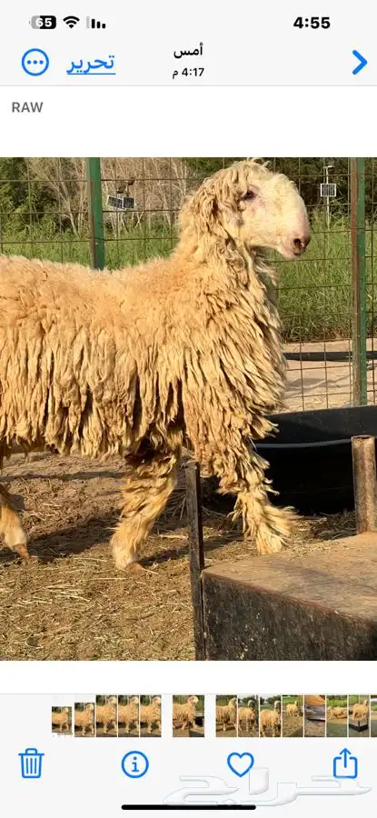 فحل موندرا ابرص 2
