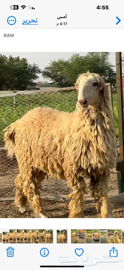 فحل موندرا ابرص 4