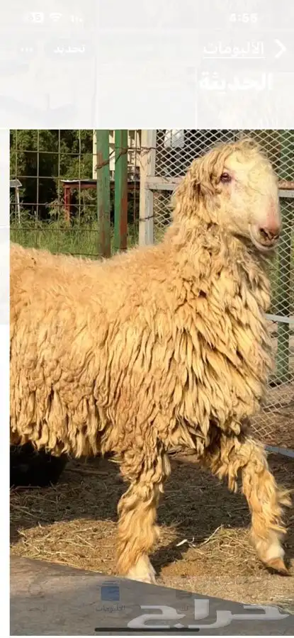 فحل موندرا ابرص 5