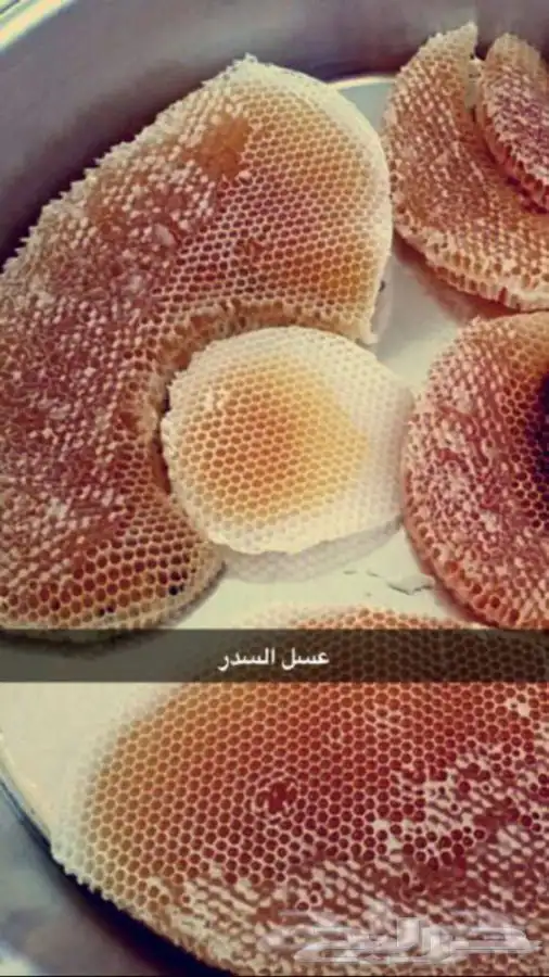 عسل سدر جبلي وعسل سمره وطلحه وخلطه الملكيه وغيرها من منحلي 7
