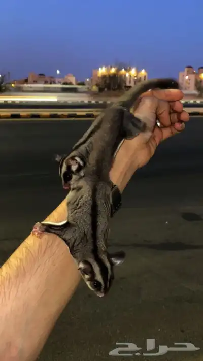 سنجاب شوقر قلايدر الطائر 3