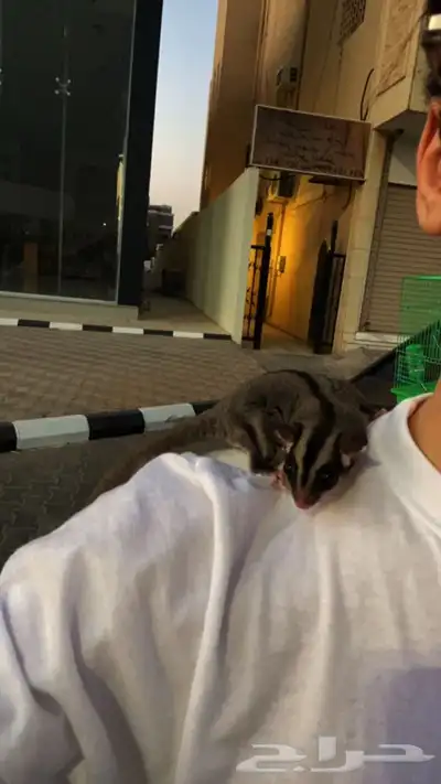 سنجاب شوقر قلايدر الطائر 1