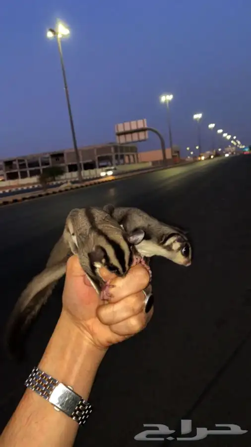 سنجاب شوقر قلايدر الطائر 0