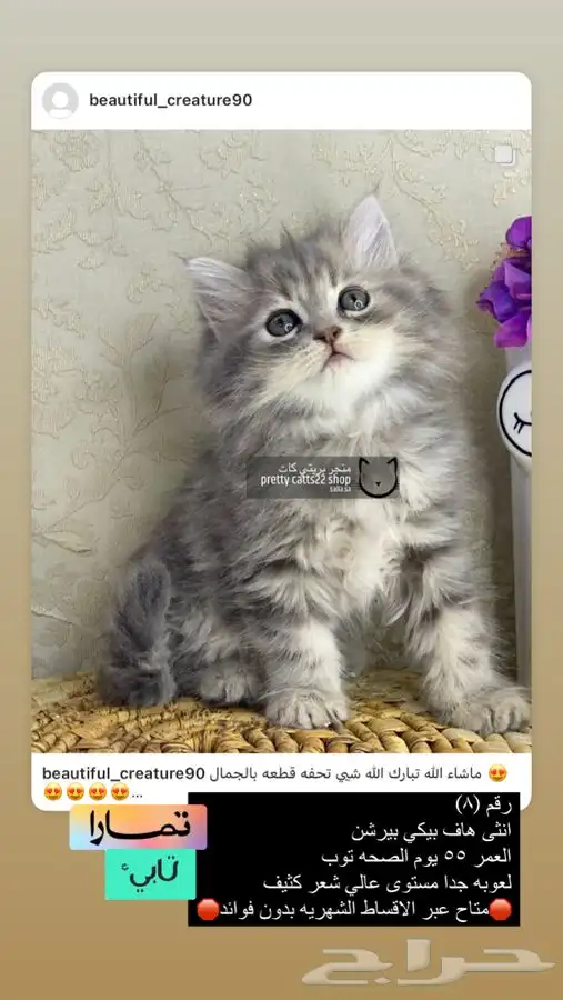 قطه قطوه قطط قط بسه قطو كيتن شيرازي هملايا 2