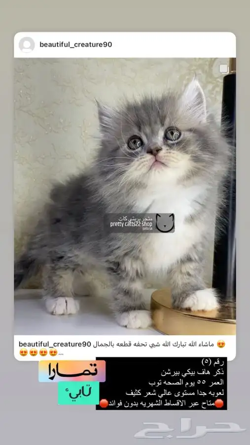 قطه قطوه قطط قط بسه قطو كيتن شيرازي هملايا 3