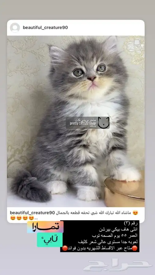 قطه قطوه قطط قط بسه قطو كيتن شيرازي هملايا 0