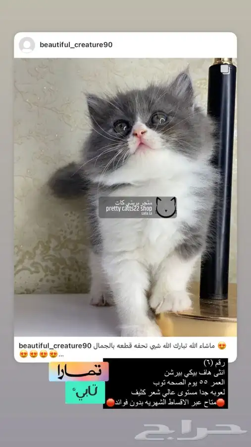 قطه قطوه قطط قط بسه قطو كيتن شيرازي هملايا 1