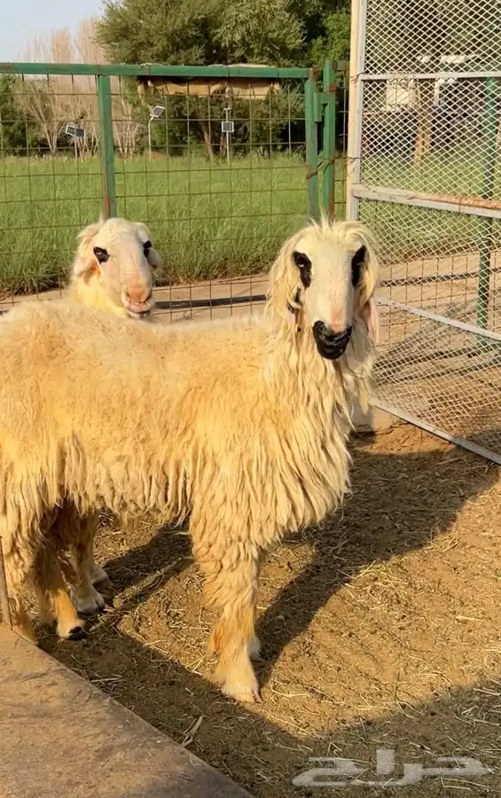 فحل موندرا مكحل 3