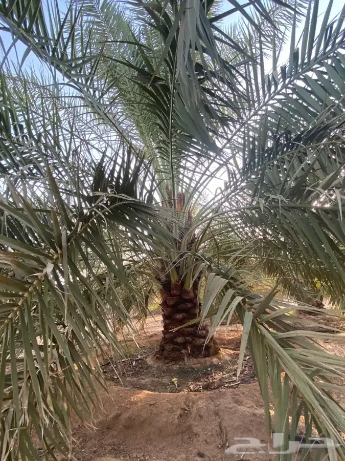 نخل القصيم خلاص وجميع الانواع 16