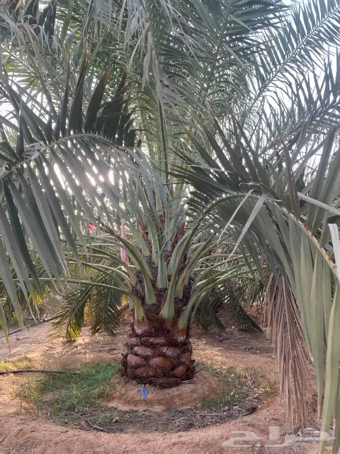 نخل القصيم خلاص وجميع الانواع 12