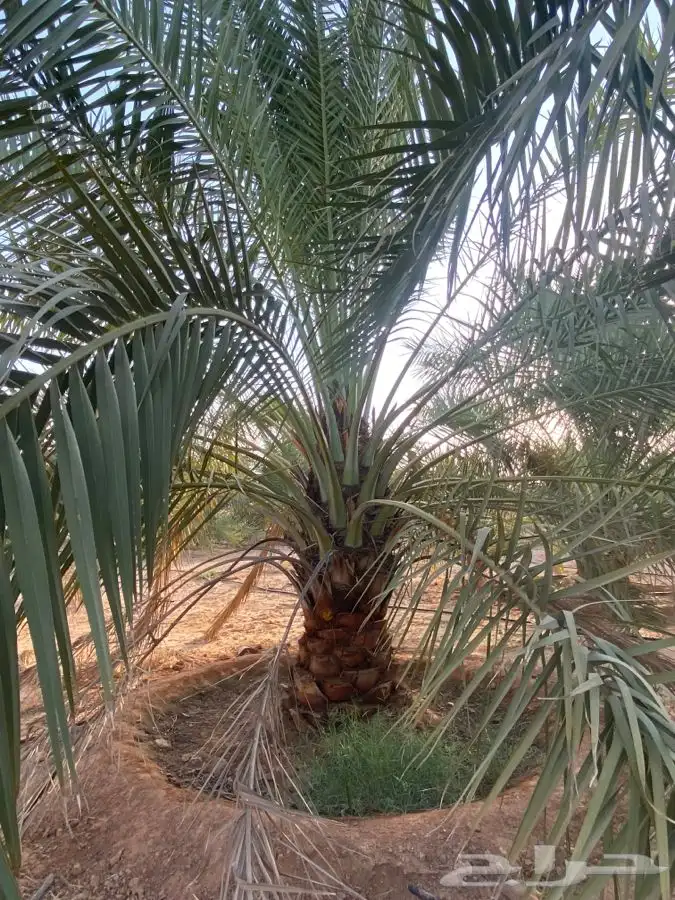 نخل القصيم خلاص وجميع الانواع 11