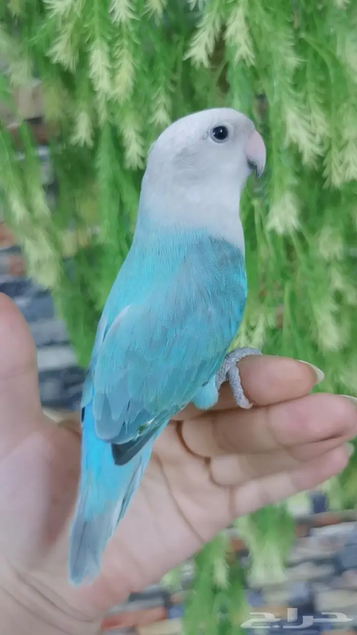 للبيع ببغاء الروز اليف جدأ مناسبه للعب مع الأطفال للبيع 7